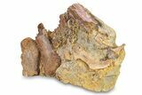 Fossil Dinosaur Teeth, Bones & Tendons in Sandstone - Wyoming #292583-5